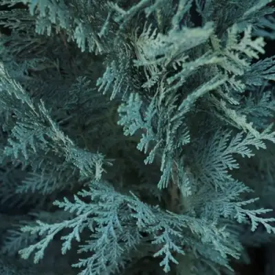 Кипарисовик ВАН ПЕЛЬТС БЛЮ лавсона в Горках