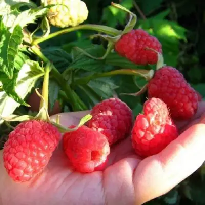 Малина ГОРДОСТЬ РОССИИ в Горках