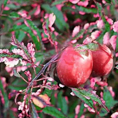 Слива ХЕССЕЙ декоративная в Горках