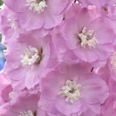 Дельфиниум ПЕТТИКОУТ гибридный в Горках