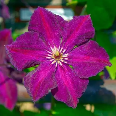 Клематис ГРЮНВАЛЬД в Горках