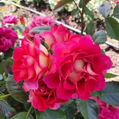 Роза БРЕРА флорибунда в Горках