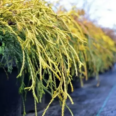 Кипарисовик ВАВЕЛ горохоплодный в Горках