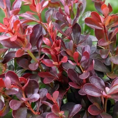 Барбарис АТРОПУРПУРЕА НАНА тунберга в Горках