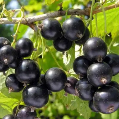 Смородина черная ОРЛОВСКИЙ ВАЛЬС в Горках