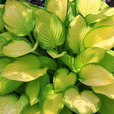 Хоста ГОЛД СТАНДАРТ Форчуна в Горках