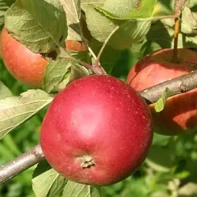 Яблоня ПОСПЕХ в Горках