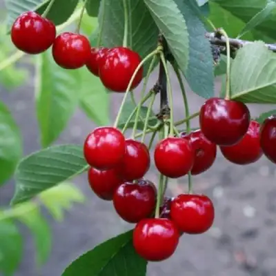 Вишня ЗАРАНКА в Горках