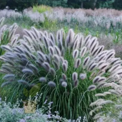 Пеннисетум БЛЭК БЬЮТИ в Горках