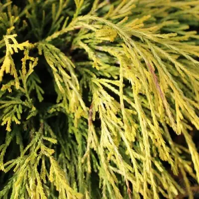 Кипарисовик ГОЛДЕН МОП горохоплодный в Горках