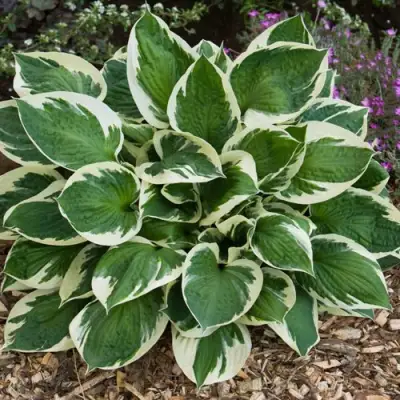 Хоста КАРИН гибридная в Горках