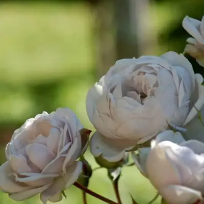 Роза ГРИЗЕЛИС шраб в Горках