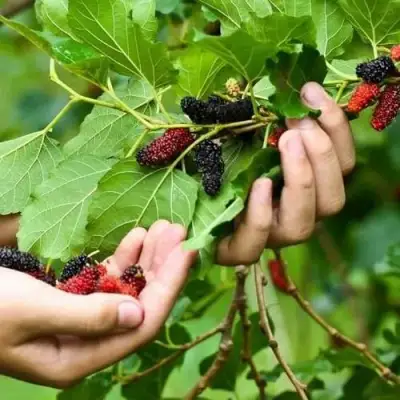 Шелковица ГАЛИЦИЯ в Горках