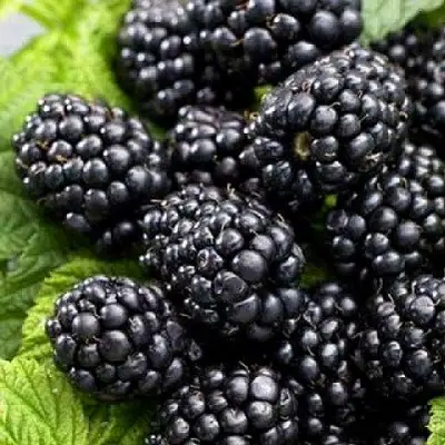 Ежевика БЖЕЗИНА бесшипная  в Горках