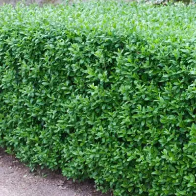 Бирючина обыкновенная АТРОВИРЕНС в Горках