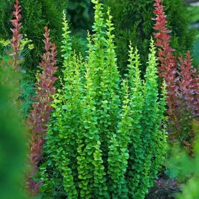 Барбарис ЭРЕКТА тунберга в Горках