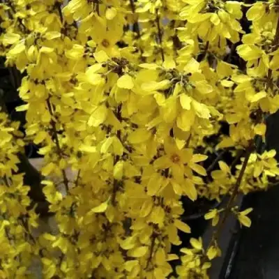 Форзиция ГОЛДРАУШ в Горках