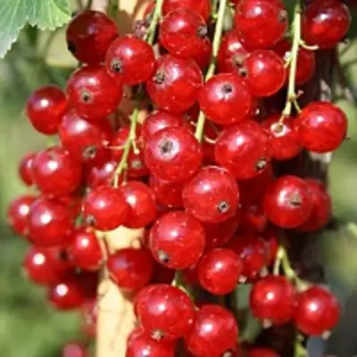 Смородина красная РОНДОМ в Горках