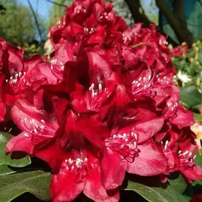 Рододендрон МАТАДОР в Горках