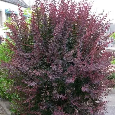 Барбарис АТРОПУРПУРЕА тунберга в Горках