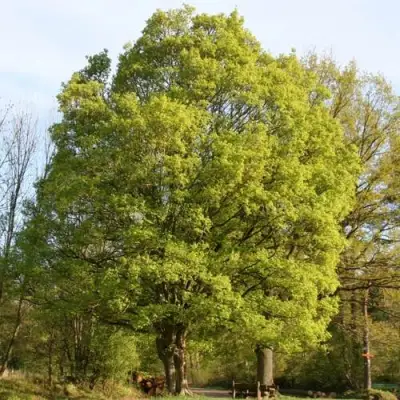 Клен полевой в Горках