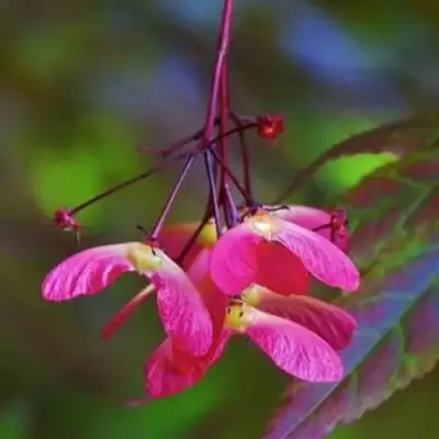 Клен пальмолистный в Горках