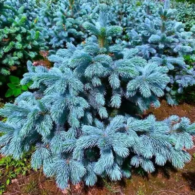 Ель СУПЕР БЛЮ СИДЛИНГ колючая в Горках