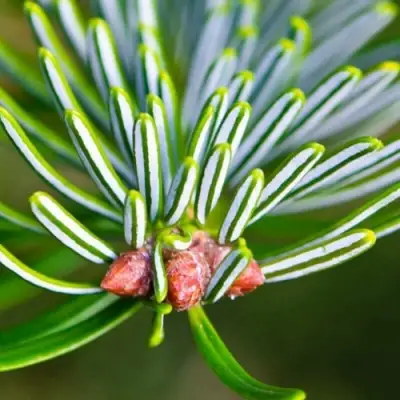 Пихта белая в Горках