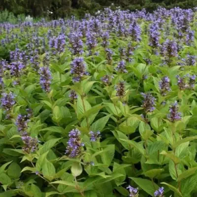 Котовник БЛЮ ДРИМС полусидячий в Горках