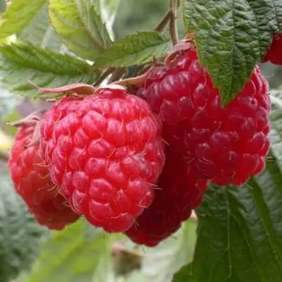 Малина ГЕРАКЛ в Горках