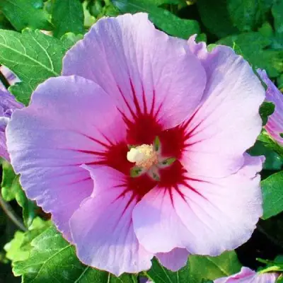 Гибискус ПИНК ФЛИРТ сирийский в Горках