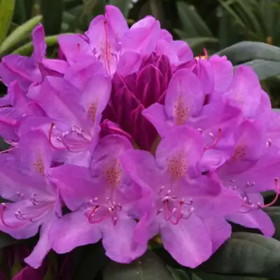 Рододендрон РОЗЕУМ ЭЛЕГАНС в Горках