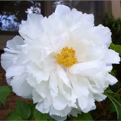 Пион БЕЛЫЙ НЕФРИТ древовидный в Горках