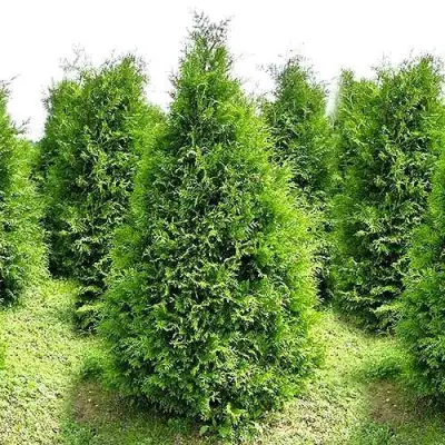 Туя БРАБАНТ западная в Горках