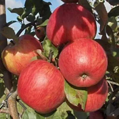 Яблоня ПЕРСИКОВАЯ в Горках