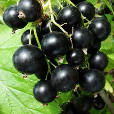 Смородина чёрная ЭКЗОТИКА в Горках