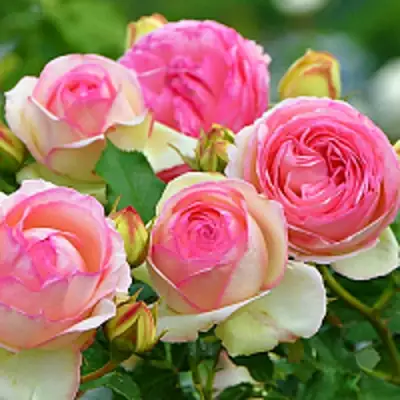 Роза ПЬЕР ДЕ РОНСАР плетистая в Горках