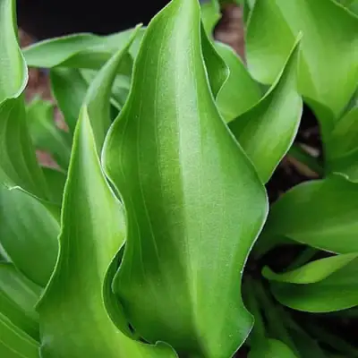 Хоста ГАРРИ ВАН ТРИЕР в Горках