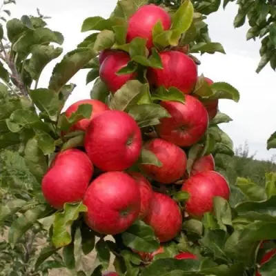 Яблоня ТРАЙДЕНТ колонновидная в Горках
