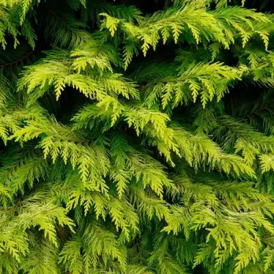 Кипарисовик ГОЛДЕН ВОНДЕР лавсона в Горках