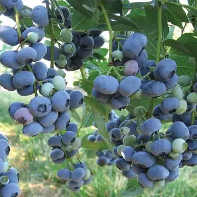 Голубика ЛИБЕРТИ в Горках