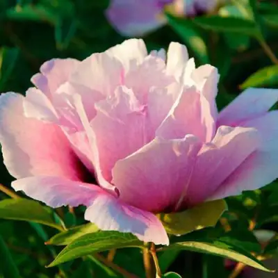 Пион ВРАТА ХРАМА древовидный  в Горках