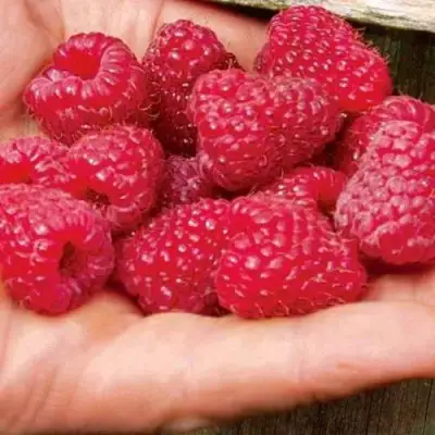 Малина ДЖОАН ДЖИ (ДЖОАН ДЖЕЙ) в Горках