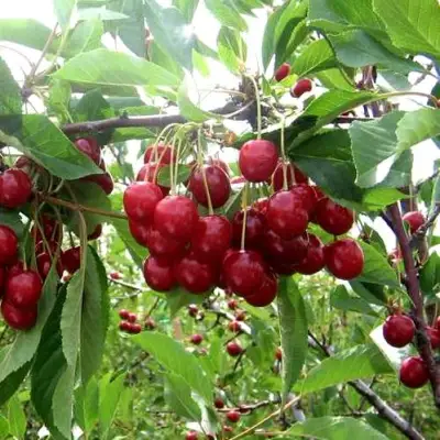 Вишня ТУРГЕНЕВКА в Горках