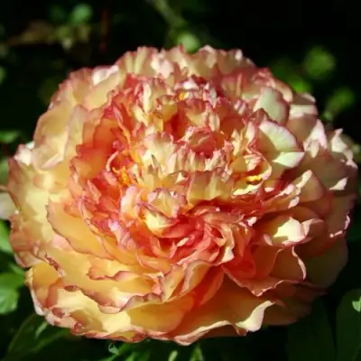 Пион ЗОЛОТАЯ РОССЫПЬ древовидный в Горках