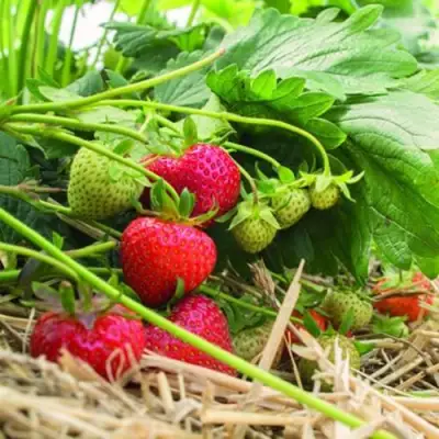 Клубника ЭЛЬСАНТА в Горках