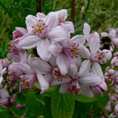 Дейция МОУНТ РОУЗ в Горках