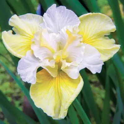 Ирис ЙЕЛЛОУ ТЕЙЛ сибирский в Горках