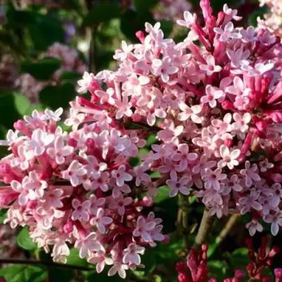 Сирень РЕД ПИКСИ в Горках