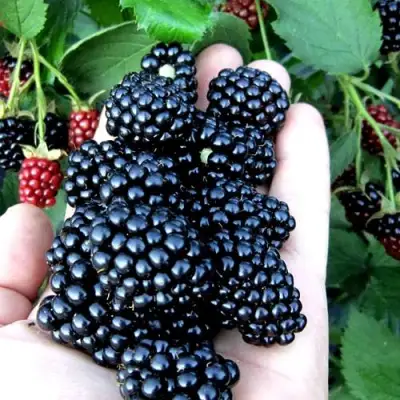 Ежевика ПОЛАР бесшипная  в Горках